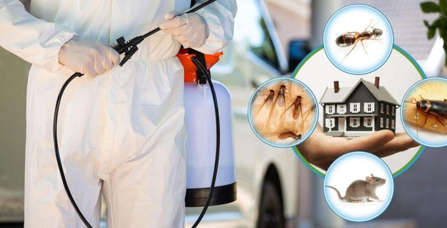 Çat Böcek İlaçlama